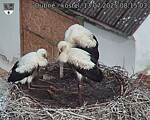 Capi_Dubne_20250713_081503.jpg