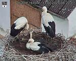 Capi_Dubne_20250713_082003.jpg