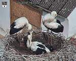 Capi_Dubne_20250713_082503.jpg
