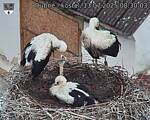Capi_Dubne_20250713_083003.jpg