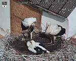Capi_Dubne_20250713_083502.jpg