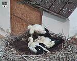 Capi_Dubne_20250713_084003.jpg
