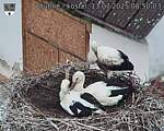 Capi_Dubne_20250713_085003.jpg