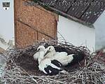 Capi_Dubne_20250713_090003.jpg