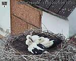 Capi_Dubne_20250713_091003.jpg