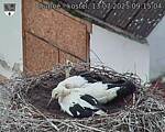 Capi_Dubne_20250713_091505.jpg