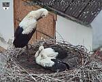 Capi_Dubne_20250713_092003.jpg