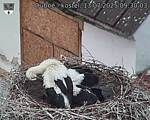 Capi_Dubne_20250713_093003.jpg