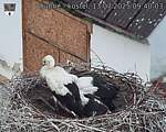 Capi_Dubne_20250713_094003.jpg