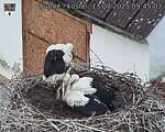 Capi_Dubne_20250713_094503.jpg