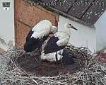 Capi_Dubne_20250713_095003.jpg