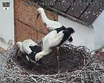 Capi_Dubne_20250713_095503.jpg