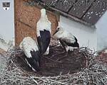 Capi_Dubne_20250713_100003.jpg