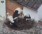 Capi_Dubne_20250713_100503.jpg