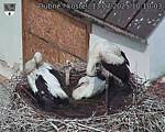 Capi_Dubne_20250713_101003.jpg