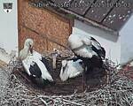 Capi_Dubne_20250713_101503.jpg