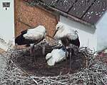 Capi_Dubne_20250713_102003.jpg