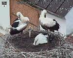 Capi_Dubne_20250713_102503.jpg