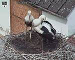 Capi_Dubne_20250713_103003.jpg