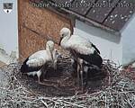 Capi_Dubne_20250713_103503.jpg
