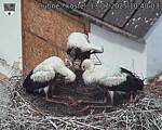 Capi_Dubne_20250713_104003.jpg