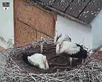 Capi_Dubne_20250713_104503.jpg