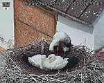 Capi_Dubne_20250713_105003.jpg