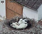 Capi_Dubne_20250713_105503.jpg