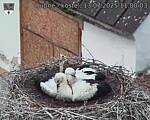 Capi_Dubne_20250713_110003.jpg