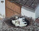 Capi_Dubne_20250713_110502.jpg