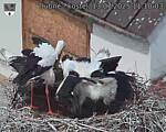 Capi_Dubne_20250713_111003.jpg