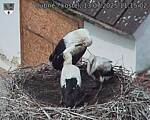 Capi_Dubne_20250713_111502.jpg