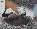 Capi_Dubne_20250713_112502.jpg