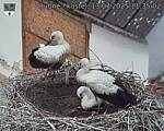 Capi_Dubne_20250713_113502.jpg