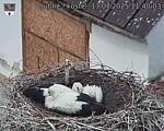 Capi_Dubne_20250713_114003.jpg