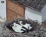 Capi_Dubne_20250713_114503.jpg