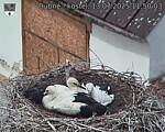 Capi_Dubne_20250713_115003.jpg