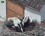 Capi_Dubne_20250713_115503.jpg