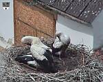 Capi_Dubne_20250713_120003.jpg
