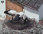 Capi_Dubne_20250713_120502.jpg