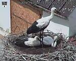 Capi_Dubne_20250713_121002.jpg