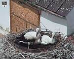 Capi_Dubne_20250713_121503.jpg