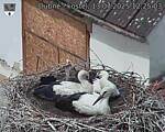Capi_Dubne_20250713_122503.jpg