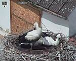 Capi_Dubne_20250713_123003.jpg
