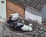 Capi_Dubne_20250713_124003.jpg
