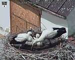 Capi_Dubne_20250713_124502.jpg