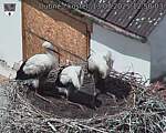 Capi_Dubne_20250713_125003.jpg