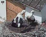 Capi_Dubne_20250713_125503.jpg