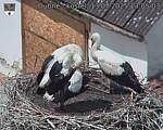 Capi_Dubne_20250713_130503.jpg