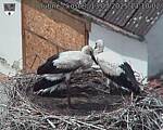 Capi_Dubne_20250713_131002.jpg
